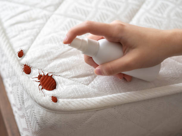 Best Emergency Pest Control  in Bonham, TX